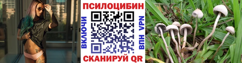 Галлюциногенные грибы Psilocybine cubensis  Берёзовка 
